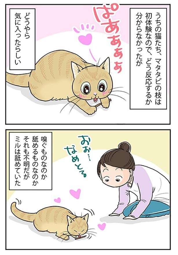 「猫にマタタビ」2