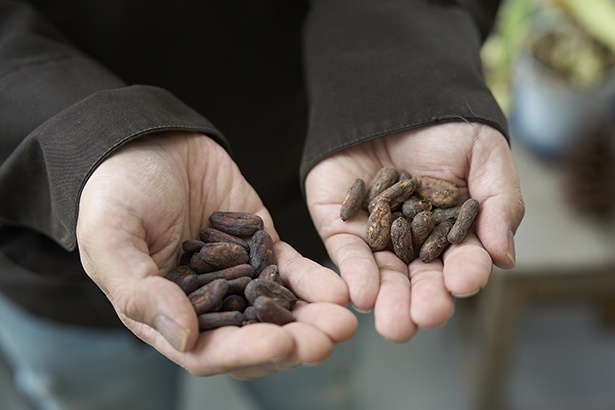  生のカカオ豆は、産地によって匂いの強さや種類が異なる