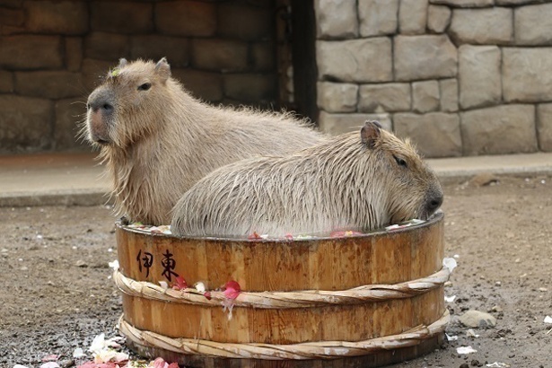 伊東温泉名物「たらい」で入浴するカピバラ