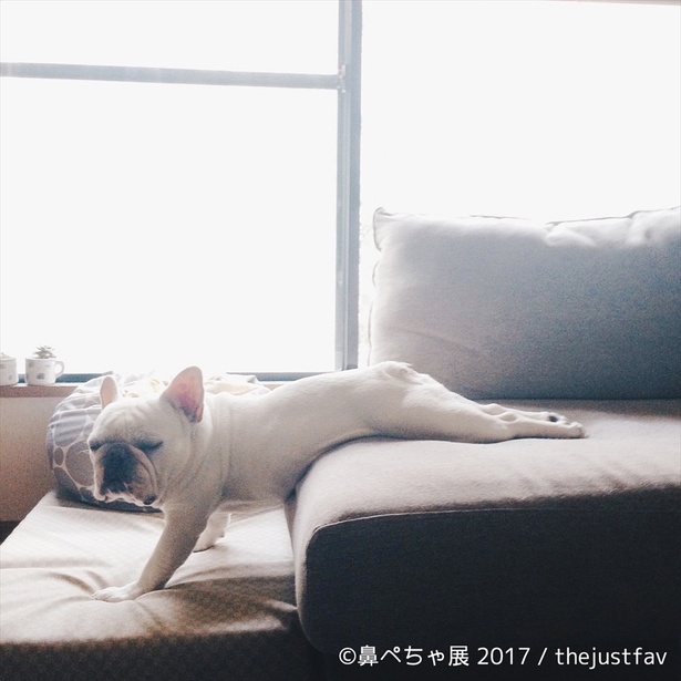 寝ている…ワケではないのかな？思わずププッと笑ってしまう写真も多数展示！