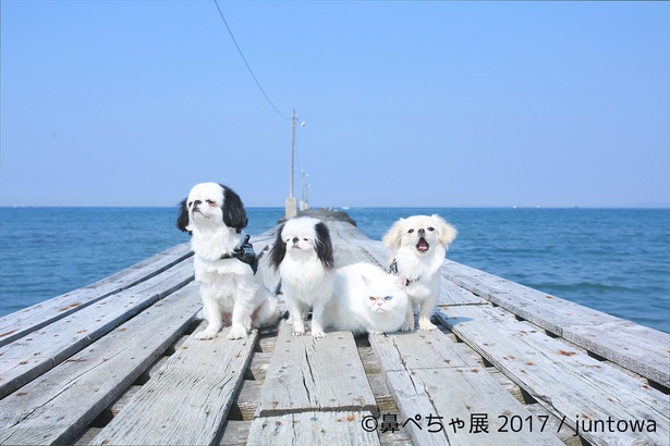 インスタブラムで12万人超のフォロワー数をもつ、大人気の「juntowa」の作品