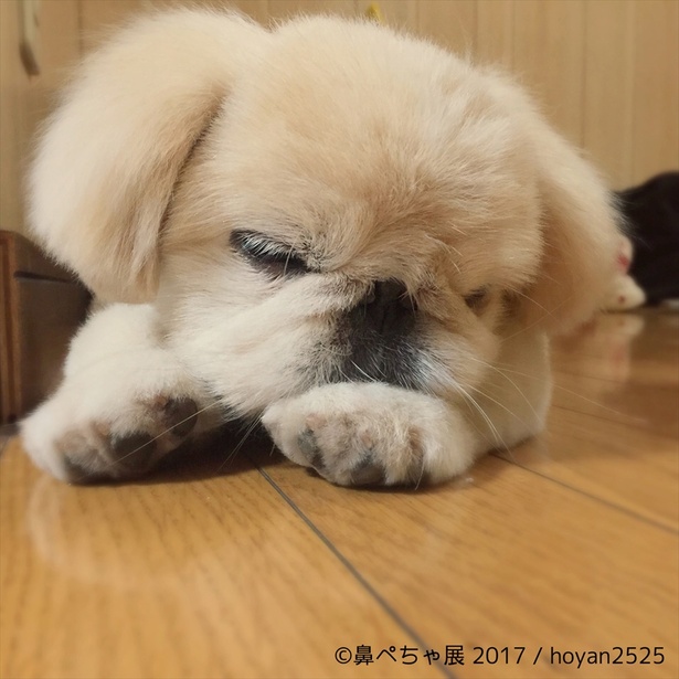 ぐっすり眠っている表情も可愛らしい鼻ぺちゃ犬