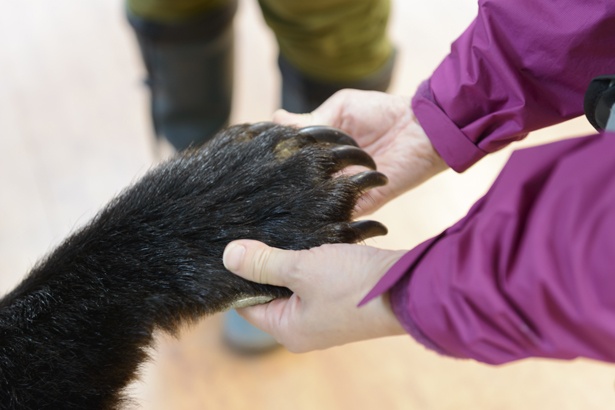 知床自然センターにあったクマの毛皮についていたツメ。毛は意外に柔らかい