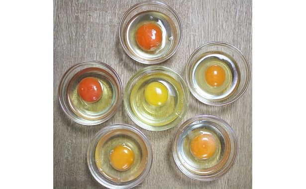 驚き！ すべてのたまごの黄身や白身の色がここまで違う!! さすが調理別とうたうだけはあるのだ
