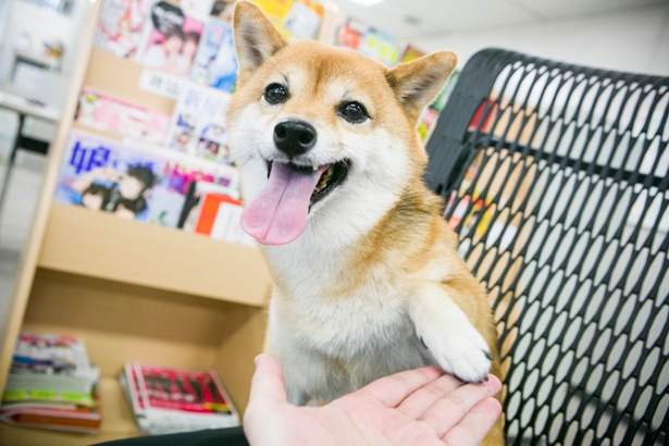 お仕事頑張るワン！よろしくお願いします
