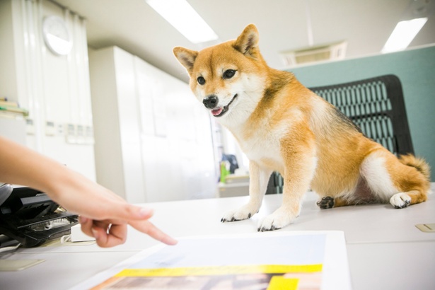 今日のお仕事は、この部分に載せる私の写真を選べばいいのね！やってみるワン！
