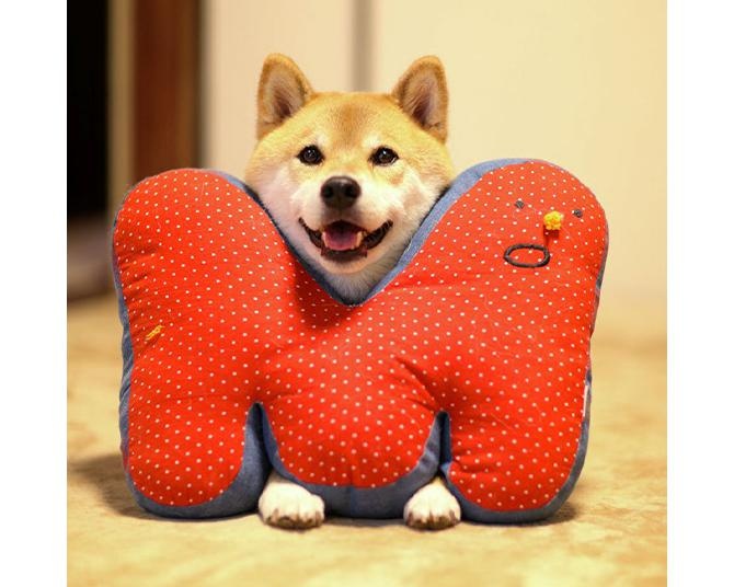 “柴犬まるの記録写真家”による撮影秘話を添えた「柴犬まる写真展」が銀座で開催！愛犬と一緒に入場も可能