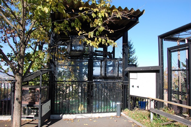 旭山動物園/北海道産動物舎では2種類のカラスを展示している