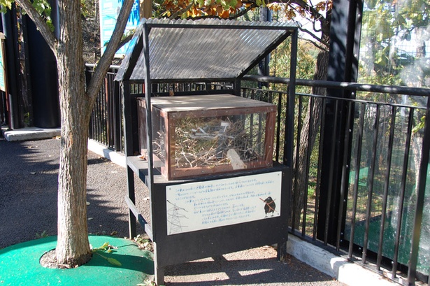 旭山動物園/カラスの巣も展示されている