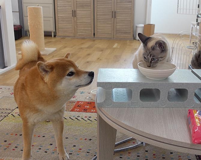柴犬と共同生活中！子猫5匹を優しく見守る柴犬・はちくんに癒やされる