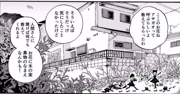 あさがおさん(5)