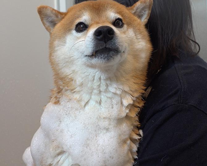 換毛期の柴犬・はちくん、シャワーも嫌だしお腹も空いたしガウガウと犬語で猛反発!?