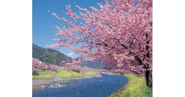 桜や梅が満開！“恋を実らせる”春の縁結び散歩へ