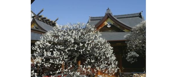 9種類、約300本の梅が咲く湯島天神