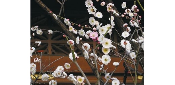 ひとつの木に紅白の花を咲き分ける珍しい品種｢想いのまま｣。願えば恋も想いのまま？/湯島天神