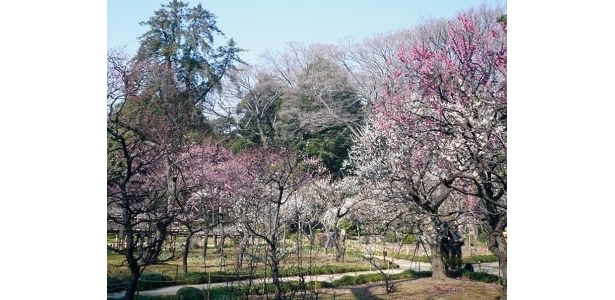 小石川後楽園の梅。約40種類、120本が楽しめる