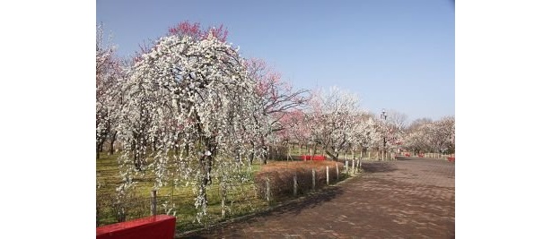 約60種類、1100本が楽しめる、府中市郷土の森博物館の梅林