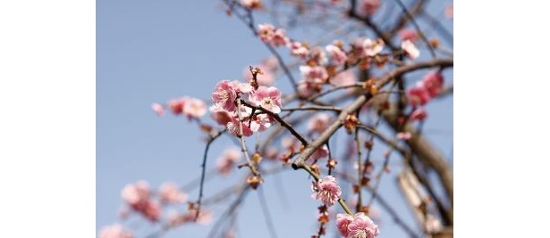 羽根木公園にある梅林には、約60種類、650本の梅が咲く