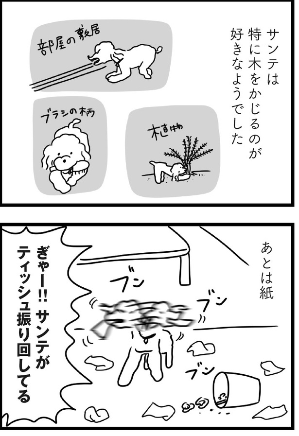 「おはよう、サンテ」10話(11)