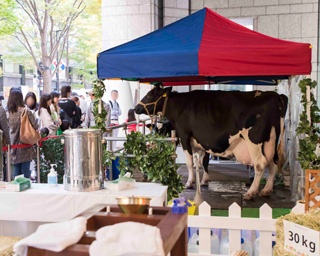 東京に本物の牛が登場！乳しぼり体験ができる農園イベント開催
