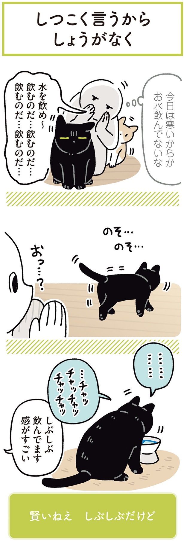 水を飲んで〜」飼い主のお願いにしぶしぶ応じる黒猫ろん（レタス