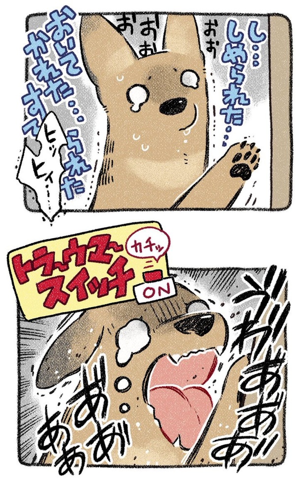 保護犬茶々のお話【第11話】(3) 