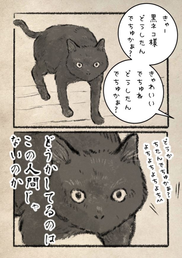 警戒！黒ネコ様！