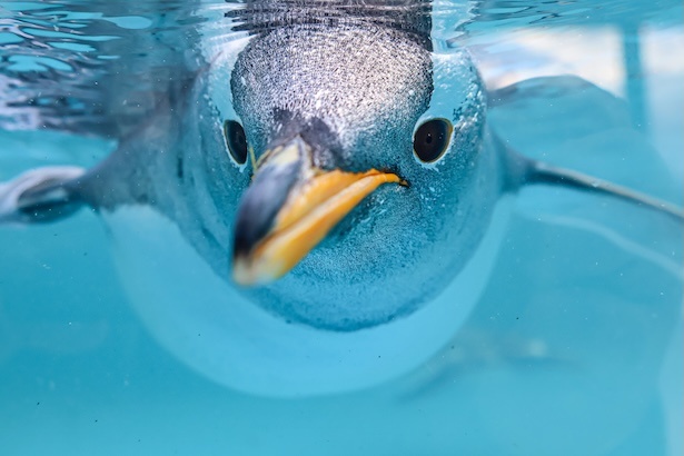 おたる水族館