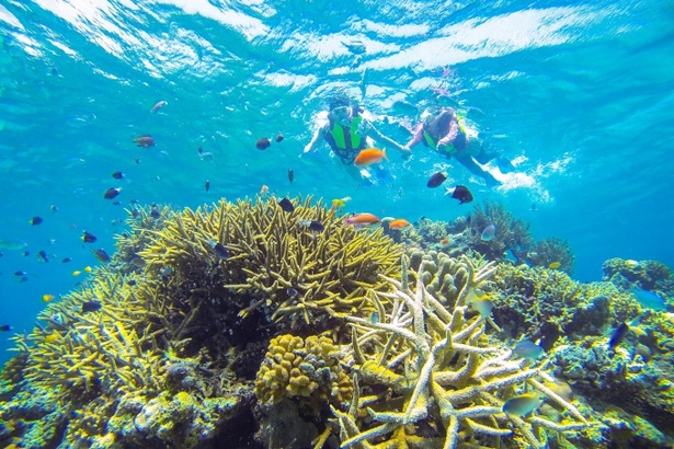 海に暮らすサンゴを観察する、シュノーケリング