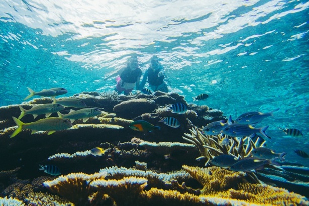  シュノーケリングで海の生き物に出合う