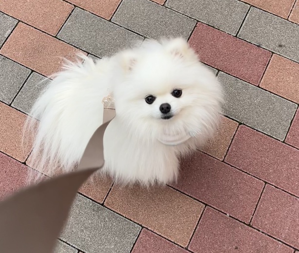  「え、かわいすぎ…！」と、毎日びっくりするほどの愛犬が意外な姿に…。 ポメラニアンのおもち@omochi_pome16さんのXより