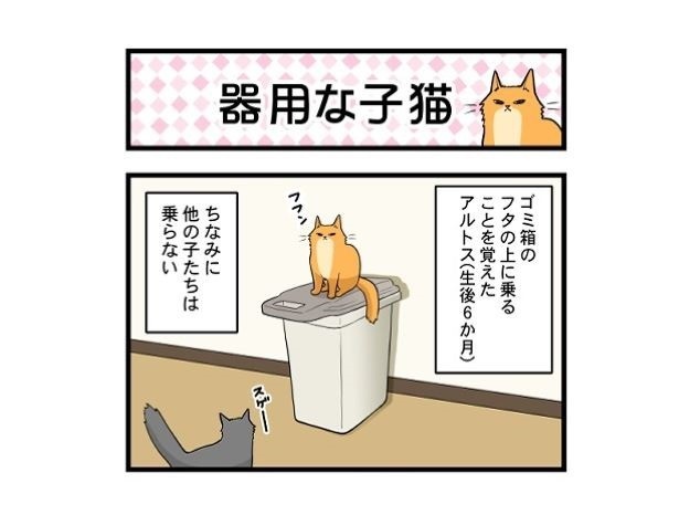 器用な子猫_01