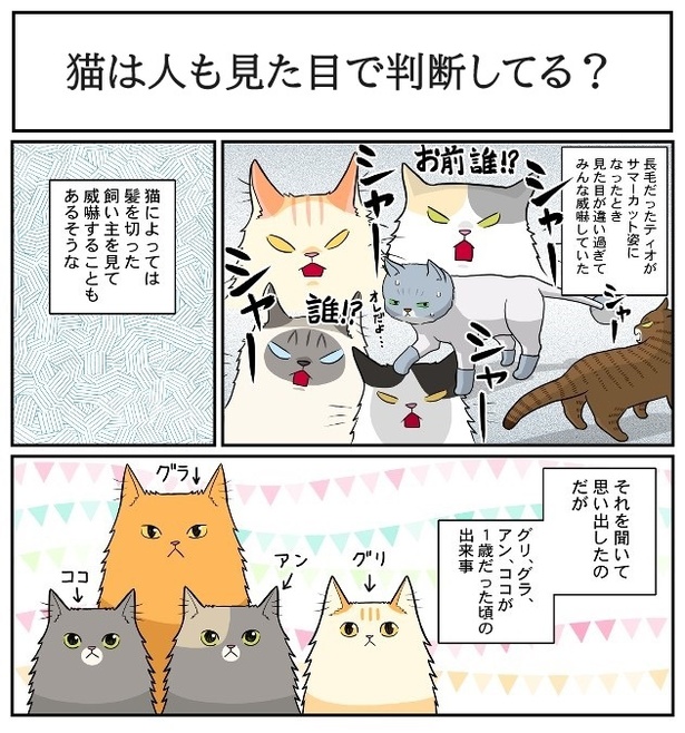 猫は人も見た目で判断してる？01