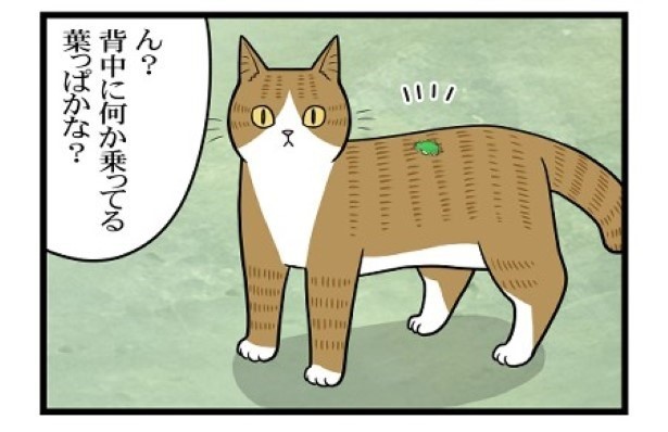 ぬこバス3