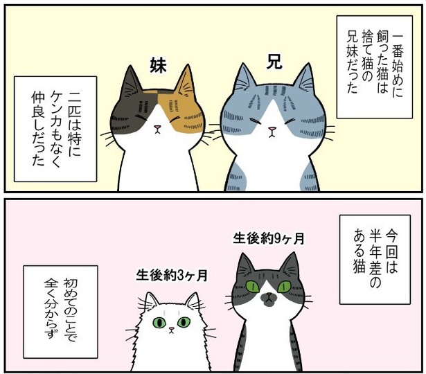 昔飼ってた猫3話「うちらの失敗談」1
