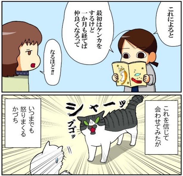 昔飼ってた猫3話「うちらの失敗談」3