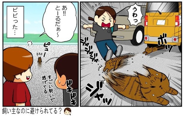 いずみんちの猫_P025