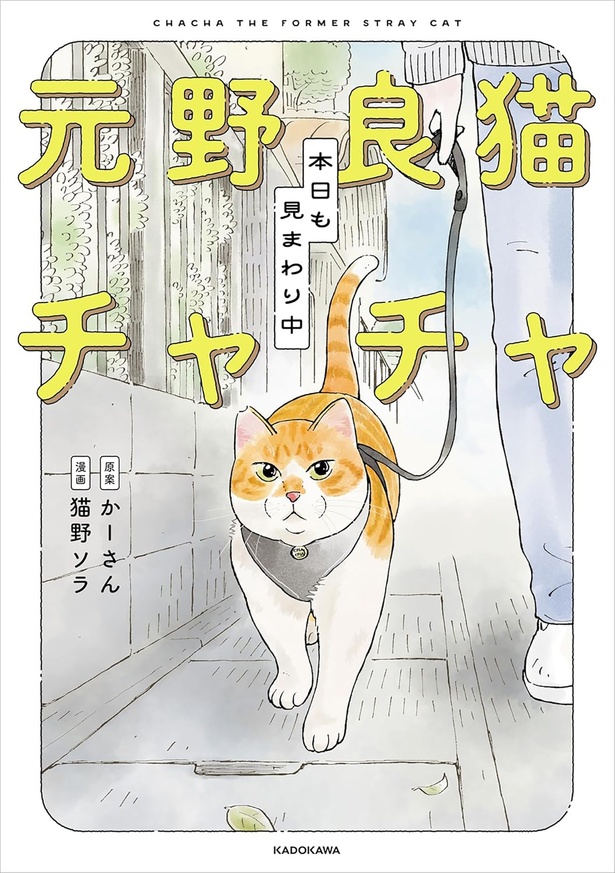 『元野良猫チャチャ　本日も見まわり中』
