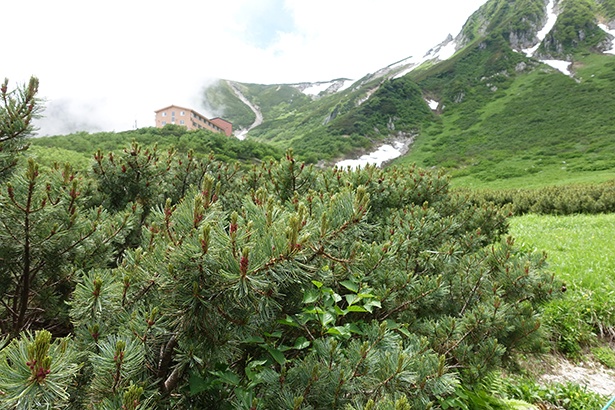 季節ごとの高山植物の撮影を目当てに、何度も足を運ぶ観光客も多いという