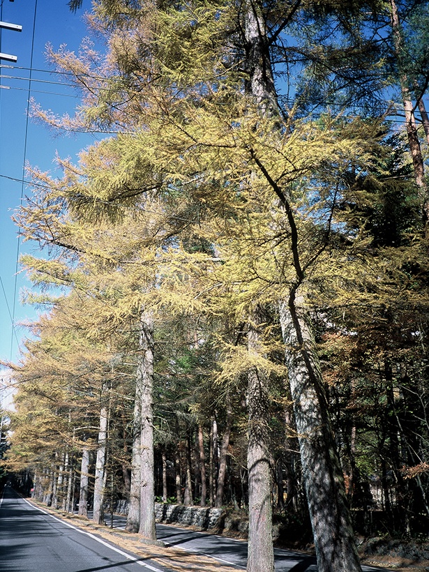 黄金色のカラマツの葉が風に舞い落ちる 軽井沢絶景紅葉スポット ウォーカープラス