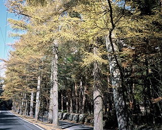 黄金色のカラマツの葉が風に舞い落ちる、軽井沢絶景紅葉スポット