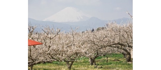 今が見ごろ！梅の花に包まれてひと足早く“春気分”を