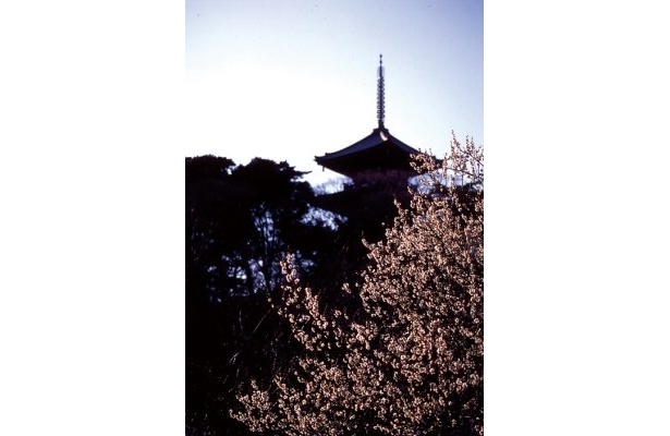 臥竜梅(がりょうばい)や珍しい緑萼梅(りょくがくばい)にも注目！