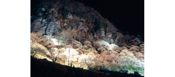 ライトアップで幻想的な雰囲気に！