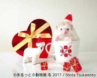 小動物に癒やされる！「まるっと小動物展 冬 2017」が開催