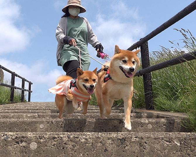 海へのおでかけでテンション上がりまくりの柴犬はちくん。水は怖いけど、砂浜は大好き！
