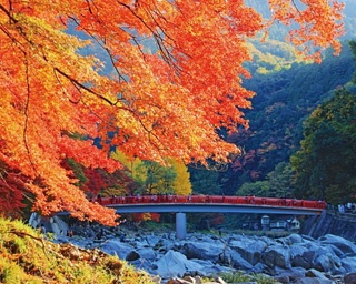 【香嵐渓】巴川から飯盛山一帯のモミジ約4000本が色付く景色は息をのむほどに美しい