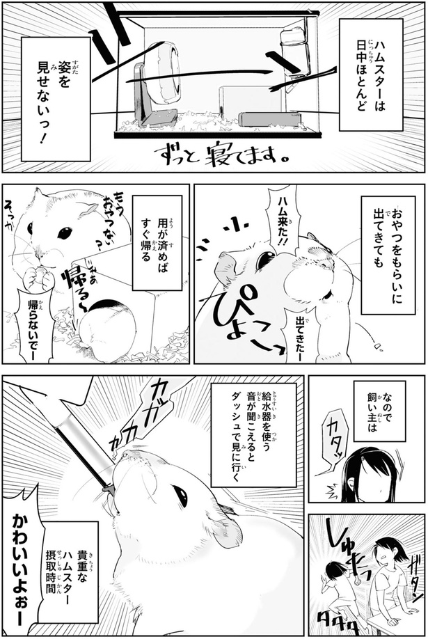 姿を見せないっ！ （C）はむはむ／KADOKAWA