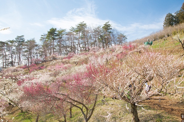 約170品種、470本の梅が山の斜面に植栽された宝登山梅百花園(入園無料)。例年2月中旬～3月下旬が見ごろ