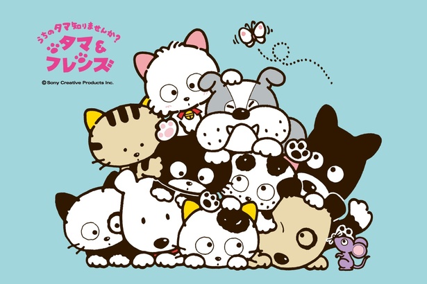 タマ&フレンズ〜うちのタマ知りませんか？〜